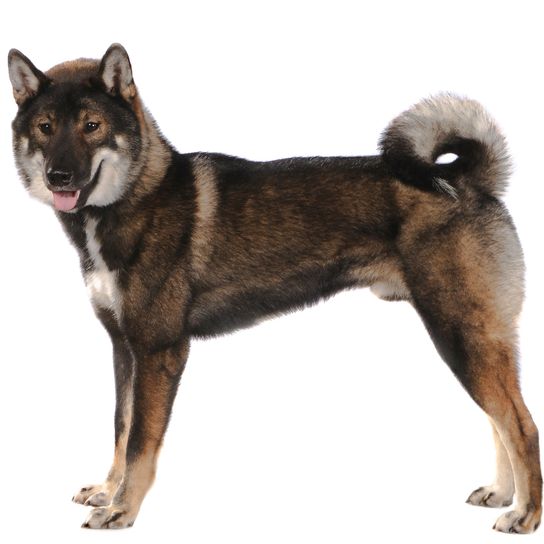 Dog,Mammal,Vertebrate,Dog breed,Canidae,Carnivore,Norwegian elkhound,East siberian laika,Jämthund,Shikoku,