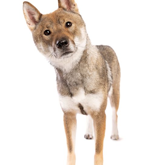 Shikoku dog from Japan, Japanese dog breed brown white, dog similar to Shiba Inu, dog from Japan, hunting dog breed with standing ears, cute dog breed with long tongue, Asian dog, medium breed, Kochi-Ken, Spitz, young dog, light brown, red dog from Japan, Spitz breed from Asia