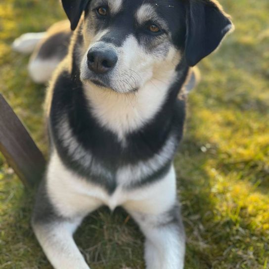 Siberian Retriever © Carmen Peters Hund,Fleischfresser,Pflanze,Gras,Begleithund,Hunderasse,Schnauze,Schnurrhaare,Landtier,Arbeitshund,