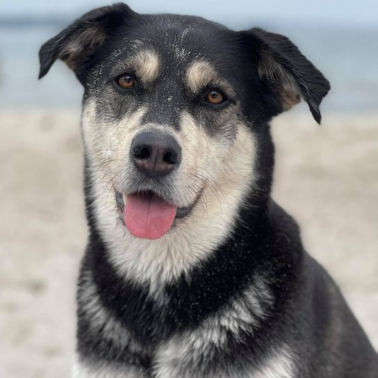 Siberian Retriever © Carmen Peters Hund,Hunderasse,Fleischfresser,Schnurrhaare,Halsband,Schnauze,Arbeitstier,Begleithund,Sportliche Gruppe,Fell,