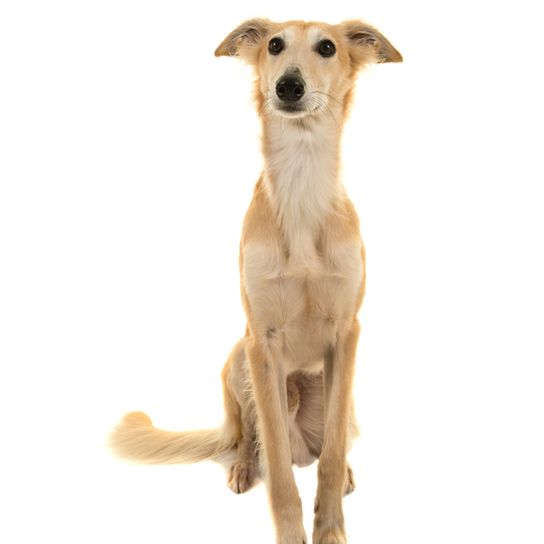 Silken Windsprite Dog Sits Silken Windsprite dog blonde with tilt ears sits on a white background, dog with medium length fur, greyhound, racing dog