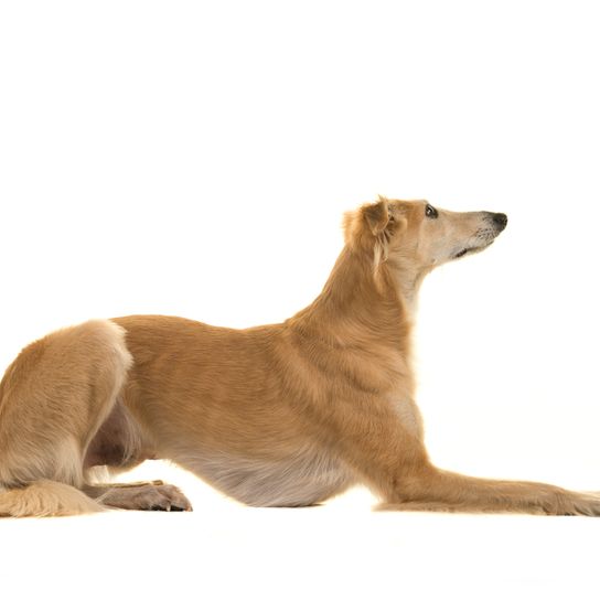 Silken Windspirte dog in yellow makes room and so you can see his whole body,medium length coat on a large slender dog