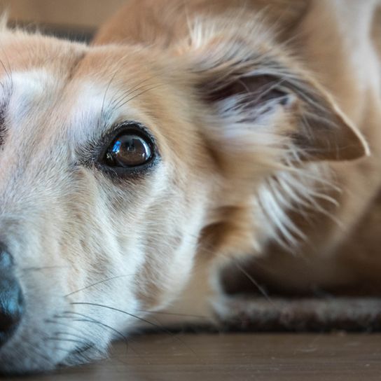 blond longhaired whippet lying on a carpet, tilt ears, dog that is slim and serves as a racing dog, greyhound and dog racing are his passion