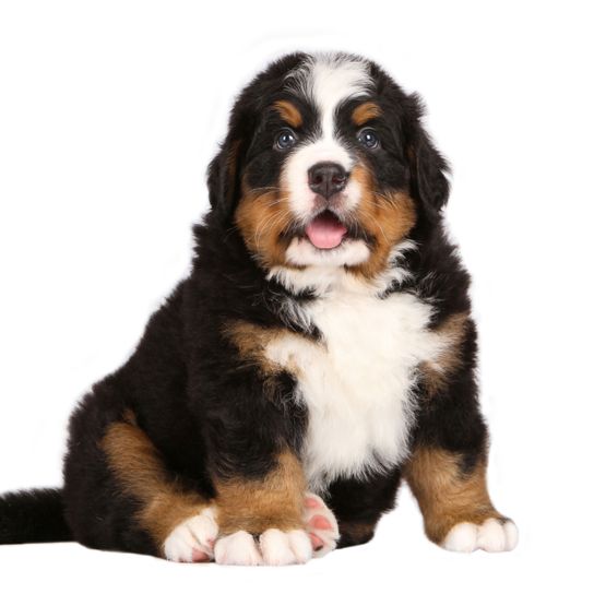 Dog,Mammal,Vertebrate,Bernese mountain dog,Dog breed,Canidae,Carnivore,Giant dog breed,Companion dog,Puppy,