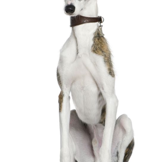 Dog,Vertebrate,Canidae,Mammal,Whippet,Dog breed,Italian greyhound,Carnivore,Magyar agár,Sighthound,