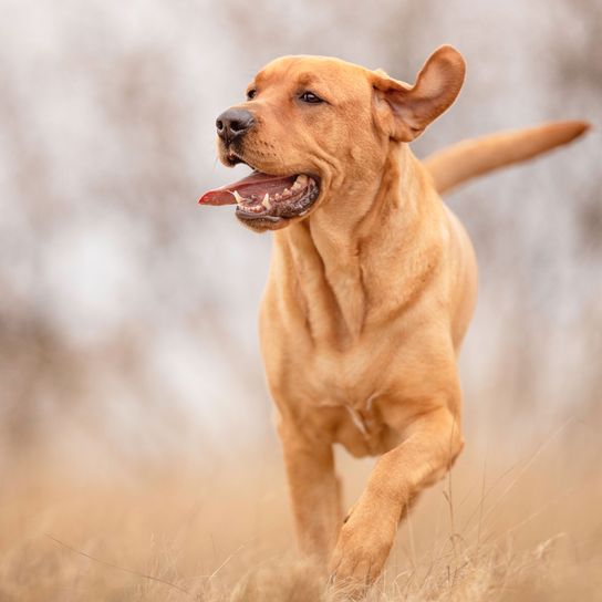 slim broholmer runs Dog,Mammal,Vertebrate,Canidae,Dog breed,Carnivore,Sporting Group,Vizsla,Broholmer,Hunting dog,