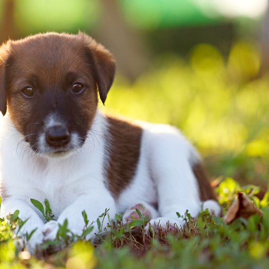 Smooth Fox Terrier puppy, medium dog with long muzzle, dog with tipped ears, family dog, guard dog, hunting dog, active dog breed for families, sporty dog from Great Britain, English dog breed with smooth coat, tricolor