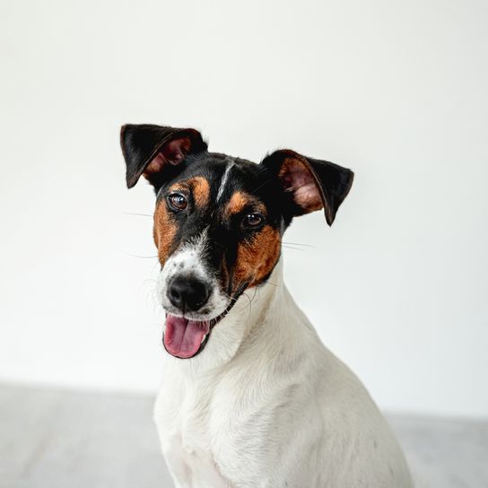 Smooth Fox Terrier, medium dog with long muzzle, dog with tipped ears, family dog, guard dog, hunting dog, active dog breed for families, sporty dog from Great Britain, English dog breed with smooth coat, tricolour