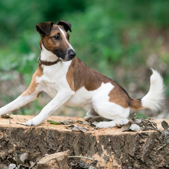 Smooth fox terrier in the forest Smooth Fox Terrier, medium dog with long muzzle, dog with tipped ears, family dog, guard dog, hunting dog, active dog breed for families, sporty dog from Great Britain, English dog breed with smooth coat, tricolour