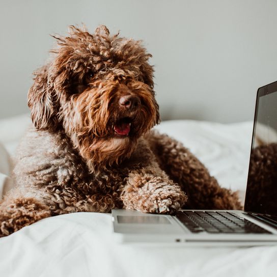 brown spanish water dog lying in bed and sitting next to a laptop, dog with many curls, dog similar to goldendoodle, dog similar to poodle, curly coat on medium sized dog, big dog from spain