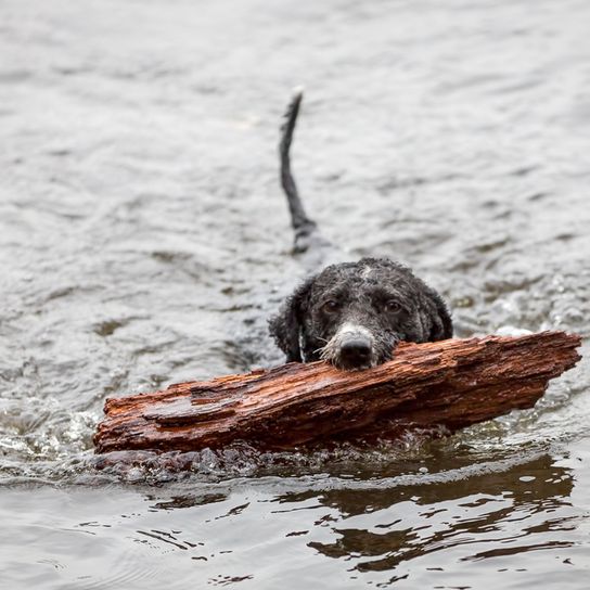 Spanish water dog swims and retrieves Spanish water dog, Perro de agua espanol, swimming dog, dog that loves water and loves to fetch
