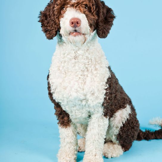 Spanish water dog white Dog,Mammal,Vertebrate,Canidae,Dog breed,Spanish water dog,Carnivore,Lagotto romagnolo,Sporting Group,Wetterhoun,