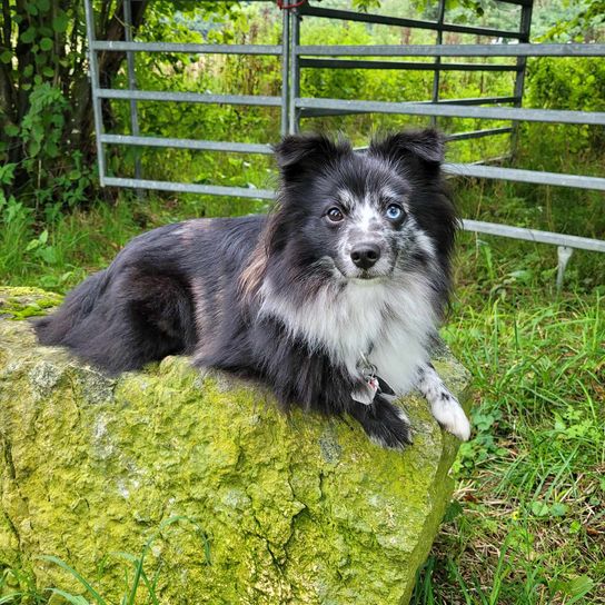 Special Sheltie Spitz Mongrel Dog,plant,carnivore,dog breed,fence,grass,companion dog,herding dog,muzzle,sporting group,