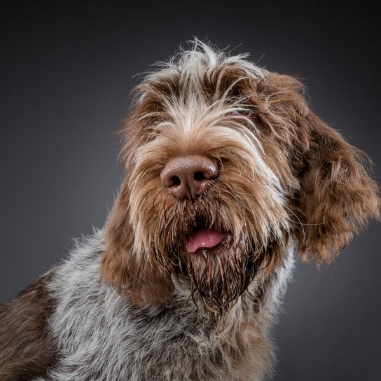 Spinone Italiano Portrait Spinone Italiano, Italian rough haired pointing, dog with rough coat, wire haired coat, medium length coat, brown dog from Italian, Italian dog breed