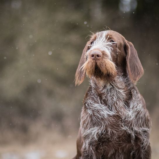 Spinone Italiano young dog, Italian rough haired pointing dog, dog with rough coat, wire haired coat, medium length coat, brown grey dog from Italian, Italian dog breed, dog similar to German Wirehaired, Italian Pointer