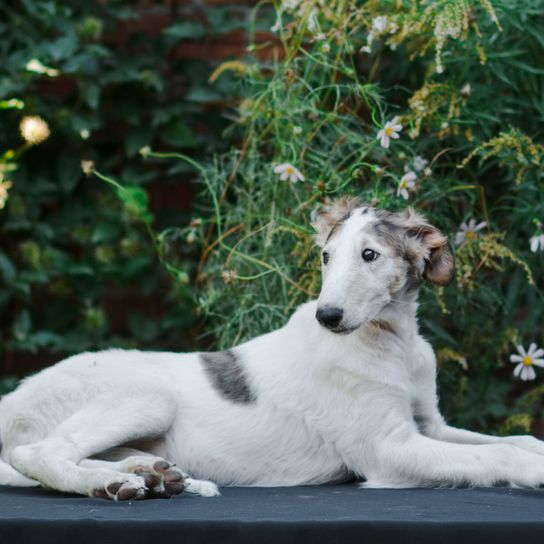 spotted borzoi lies Dog,Mammal,Vertebrate,Canidae,Dog breed,Carnivore,Borzoi,Companion dog,Sighthound,Whippet,