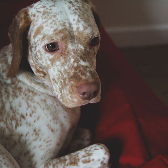 spotted recumbent braque du Bourbonnais Dog,Mammal,Vertebrate,Canidae,Dog breed,Braque francais,Carnivore,Sporting Group,Pointer,Louisiana catahoula leopard dog,