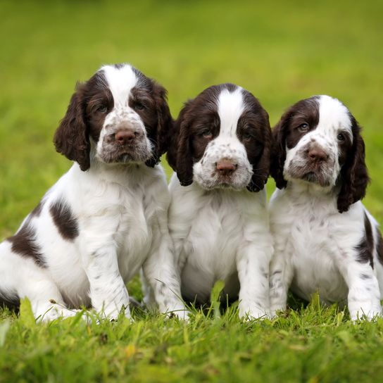 three brown white puppies of a Springer Spaniel are sitting on a meadow