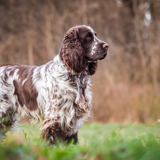 Springer spaniel standing in the forest, medium brown white hunting dog standing in a field in front of a forest, floppy ears with wavy fur