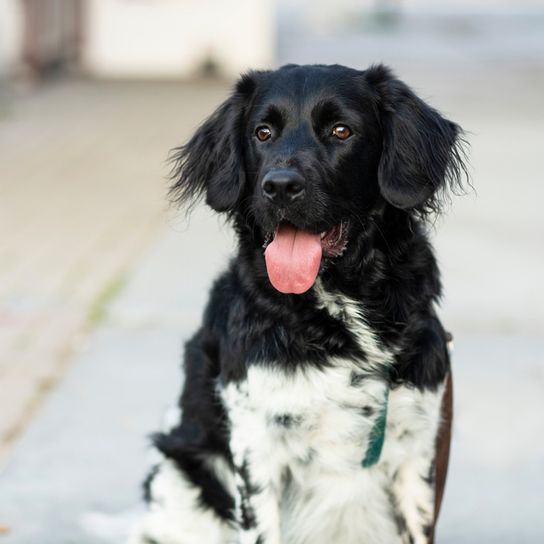 Stabyhoun temperament and breed description, black and white dog similar to Border Collie or Australian Shepherd, dog for hunting, dog from Holland