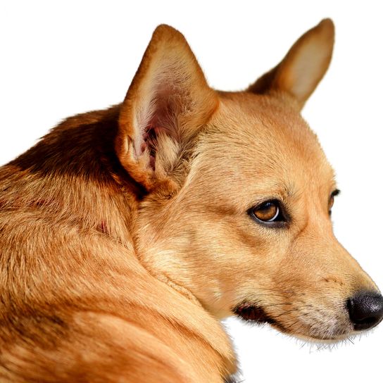 Finnish Spitz Head, dog with standing ears, red dog breed, dog similar to German Spitz, Karelo-Finnish Laika, Suomenpystykorva