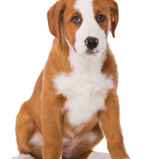 Swiss Mountain Dog Puppy light brown Dog,Mammal,Vertebrate,Dog breed,Canidae,Carnivore,Austrian pinscher,Posavac hound,Companion dog,Puppy,