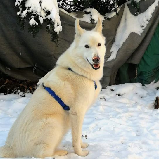 Schnee,Hund,Weiß,Hunderasse,Halsband,Fleischfresser,Begleithund,Rehbraun,Gefrieren,Hundehalsband,