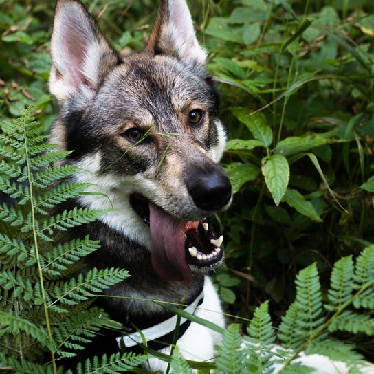 Tamaskan in the forest Tamaskan dog panting and looking directly into camera, dark tamaskan, black grey dog that looks like husky, dog similar to wolf