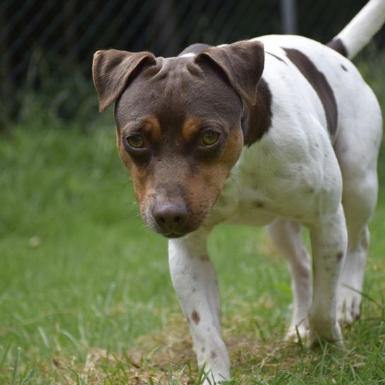 Terrier Brasileiro full grown light-coloured three-coloured terrier Brasileiro, small dog breed up to 10kg, medium sized dog with tipped ears