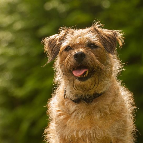 brown border terrier who is overweight, rough haired dog breed, small dog breed