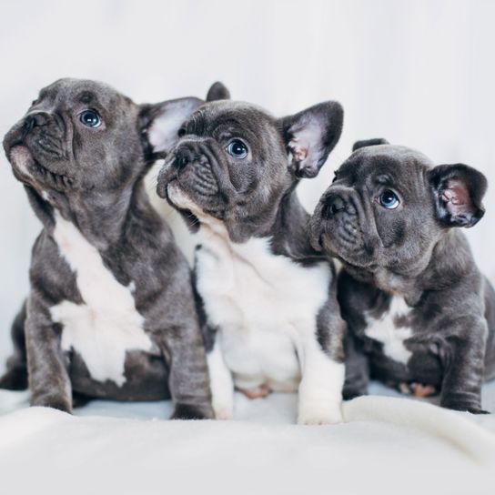 three grey french bulldog puppies Dog,Mammal,Vertebrate,Dog breed,Canidae,French bulldog,Toy bulldog,Bulldog,Puppy,Companion dog,