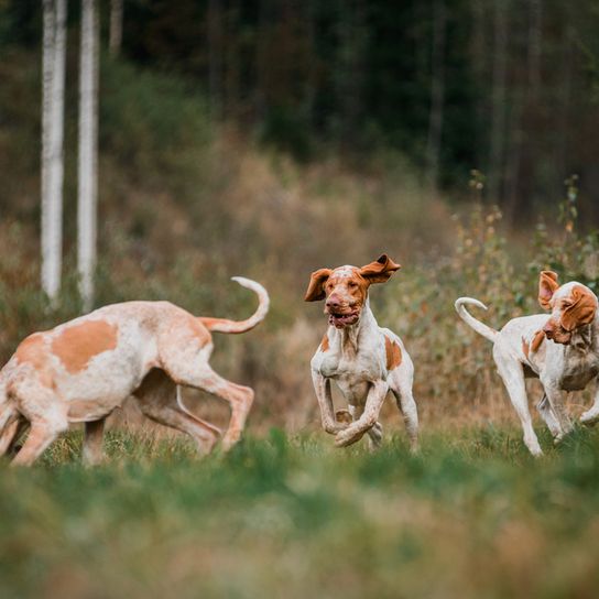 three Italian Pointers Italian Pointing Dog, Bracco italiano, Large Hunting Dog from Italy, Italian Dog Breed