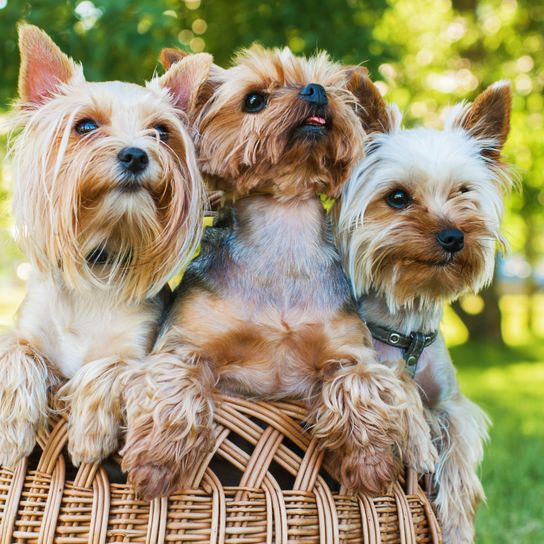 three Yorkshire terriers Dog,Mammal,Vertebrate,Dog breed,Canidae,Yorkshire terrier,Terrier,Carnivore,Companion dog,Australian silky terrier,