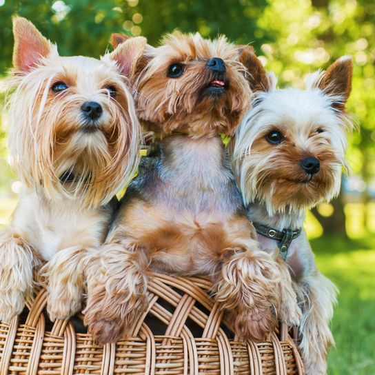 Dog,Mammal,Vertebrate,Dog breed,Canidae,Yorkshire terrier,Terrier,Carnivore,Companion dog,Australian silky terrier,