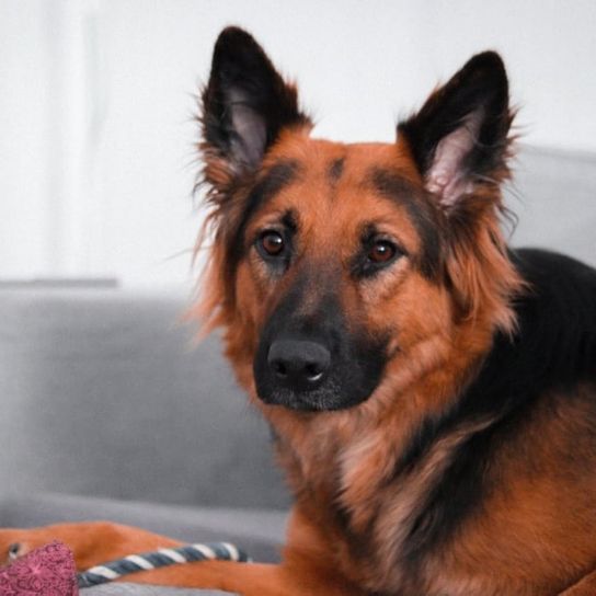 Tibetan mastiff shop cross german shepherd