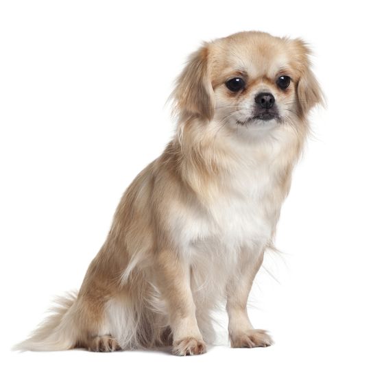 Tibetan Spaniel Portrait Tibetan Spaniel blond white, cream colored dog with floppy ears and long coat, beginner dog breed