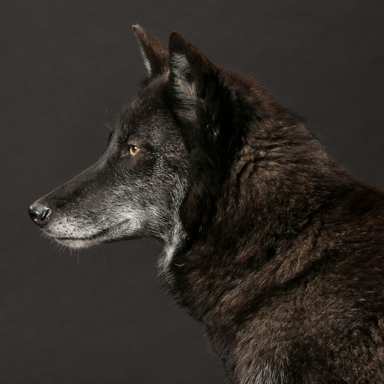 Timberwolf, wolf crossed with dog, black wolf, wolfhound, ancestor of dogs