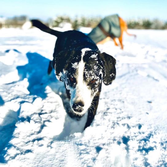 Tiroler Bracke Collie Mix © Jennifer Biever Hund,Schnee,Hunderasse,Fleischfresser,Himmel,Gefrieren,Winter,Sportgruppe,Freizeit,Canidae,