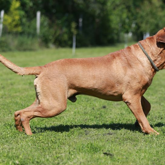 Tosa Inu barks muscular dog breed that counts as fighting dog in Japan, listed dog, brown big dog