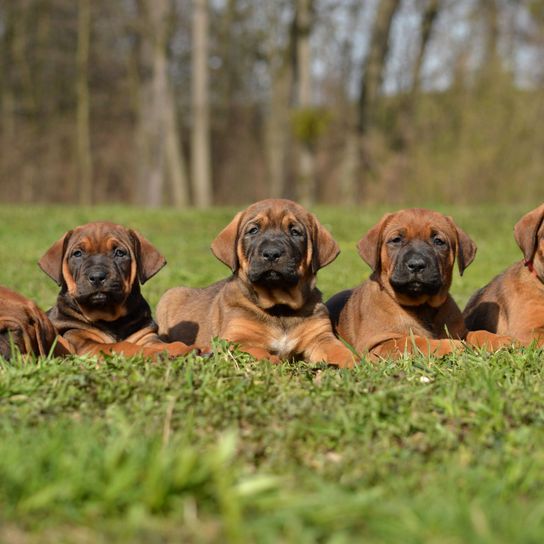 five Tosa Inu fighting dog puppies lying in the meadow, brown small dog with dark muzzle and floppy ears, Japanese list dogs