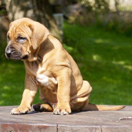 Tosa Inu puppy sitting on a table in a park, small brown dog, fighting dog, list dog, japanese dog breed that is aggressive, brown dog with floppy ears