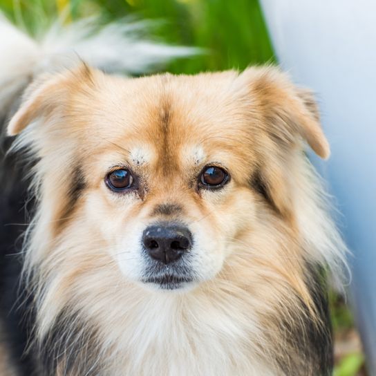 Tibetan Spaniel with three colors, tricolor dog, Tibetan Spaniel