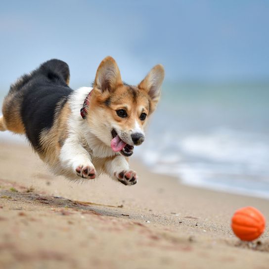 Dog,Mammal,Vertebrate,Canidae,Welsh Corgi,Pembroke welsh corgi,Dog breed,Carnivore,Cardigan welsh corgi,Herding dog,