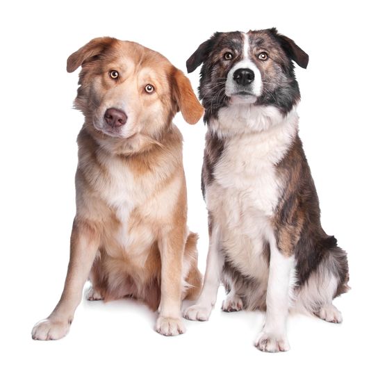 Two Aidi dogs sitting Dog,Mammal,Vertebrate,Dog breed,Canidae,Carnivore,Companion dog,Working dog,Rafeiro do alentejo,Sporting Group,