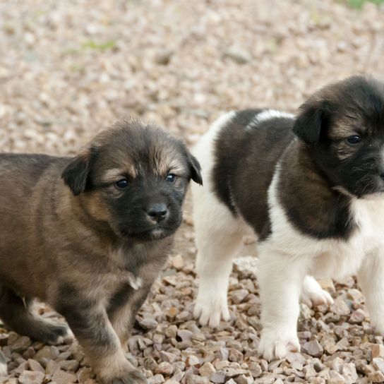 Two Aidi puppies standing Dog,Mammal,Vertebrate,Dog breed,Canidae,Carnivore,Puppy,Rare breed (dog),Rafeiro do alentejo,Carpathian shepherd dog,
