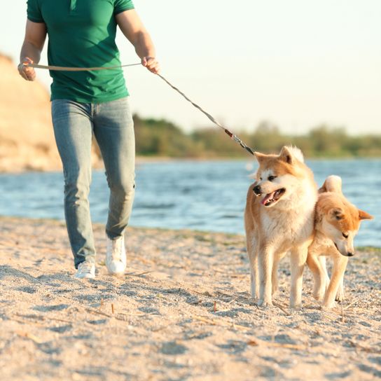 Dog,Mammal,Vertebrate,Canidae,Dog breed,Leash,Greenland dog,Carnivore,Dog walking,Companion dog,