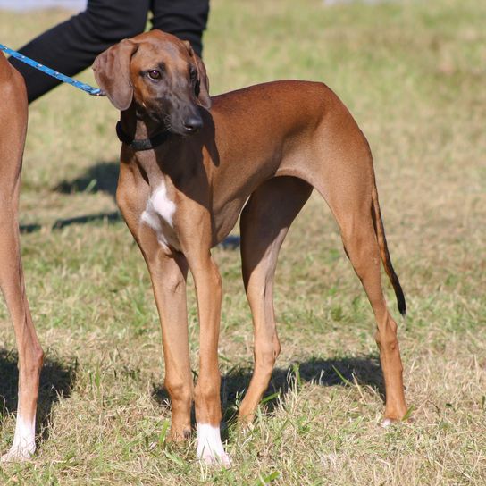 two brown Azawakh Dog,Mammal,Vertebrate,Canidae,Dog breed,Sighthound,Carnivore,Polish greyhound,Greyhound,Sloughi,