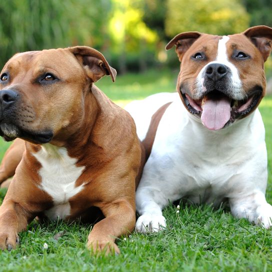 Dog,Mammal,Vertebrate,Dog breed,Canidae,Carnivore,American staffordshire terrier,American pit bull terrier,Staffordshire bull terrier,Companion dog,