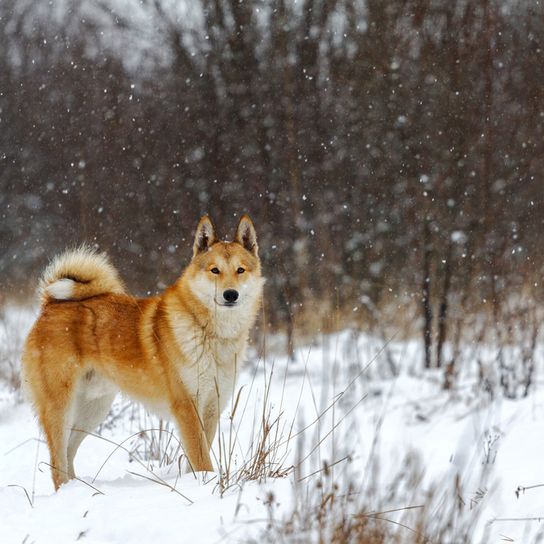 Dog similar to wolf, Husky from Russia, West Siberian Laika, Red dog for hunting, Hunting dog, Dog that can stand cold well, Dog with thick fur, Dog with curled tail, Prick ears in dog, Dog that loves snow