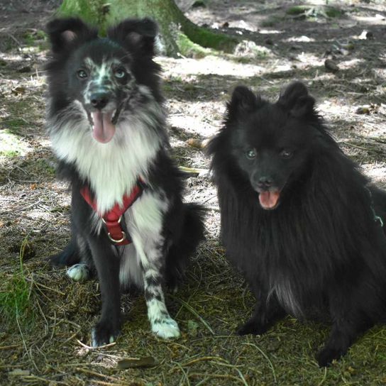 Two Shetland Sheepdog Spitz mongrels Dog,Carnivore,Dog breed,Grass,Companion dog,Working dog,Muzzle,German pointed medium,Keeshond,Sporting group,